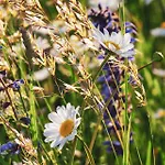 Foerdezauber - Ruhiges Mit Eingezaeuntem Garten Und Kamin Hébergement de vacances *