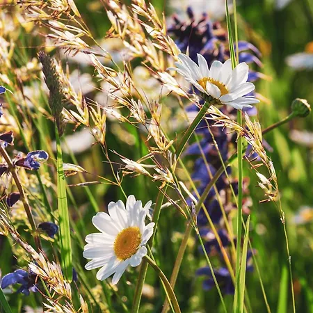 Foerdezauber - Ruhiges Mit Eingezaeuntem Garten Und Kamin بيت للعطل *